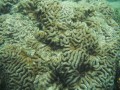 0423-0802 Reef (2156)